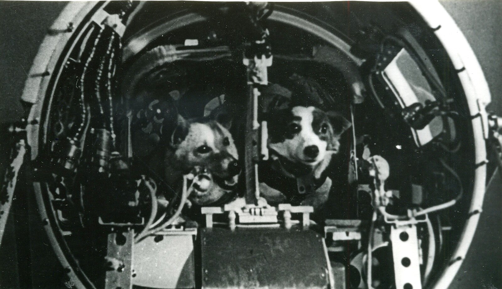 Фото собак которые летали в космос