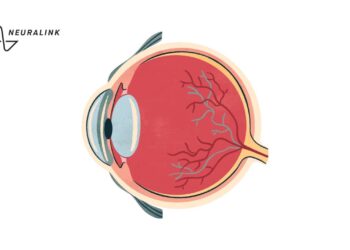 Глазной имплант Blindsight от Neuralink позволит видеть в инфракрасном и ультрафиолетовом диапазонах