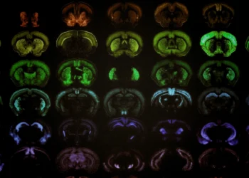Представлена ИИ-платформа для изучения мозга