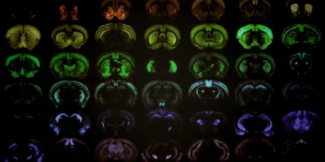 Представлена ИИ-платформа для изучения мозга